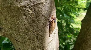 ‘To a Cicada’ and Other Poetry by Martin Rizley
