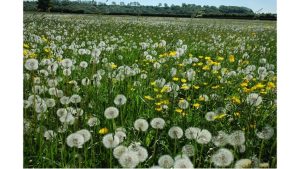 'Dandelions': A Poem by Cynthia Erlandson 2 ‘Dandelions’: A Poem by Cynthia Erlandson