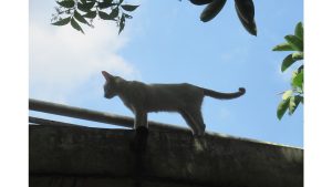 ‘The Day the Roofers Came’ and Other Poems by Susan Jarvis Bryant