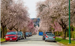 'Savannah Blossoms': A Poem by Margaret Brinton 2 ‘Savannah Blossoms’: A Poem by Margaret Brinton