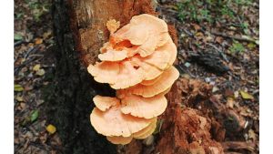 ‘August Foraging’: A Poem by Margaret Coats