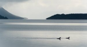 'The Loons of Colby Lake': A Poem by Michael Pietrack 3 ‘The Loons of Colby Lake’: A Poem by Michael Pietrack