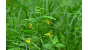 A Poem on Jewelweed, by Gigi Ryan