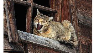 ‘Cat Contentment’: A Poem by Phillip Whidden