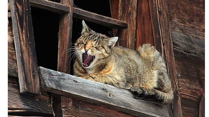 ‘Cat Contentment’: A Poem by Phillip Whidden