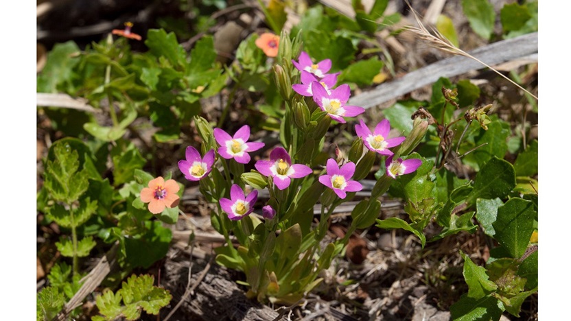 ‘Centaury’ and Other Poetry by T.M. Moore