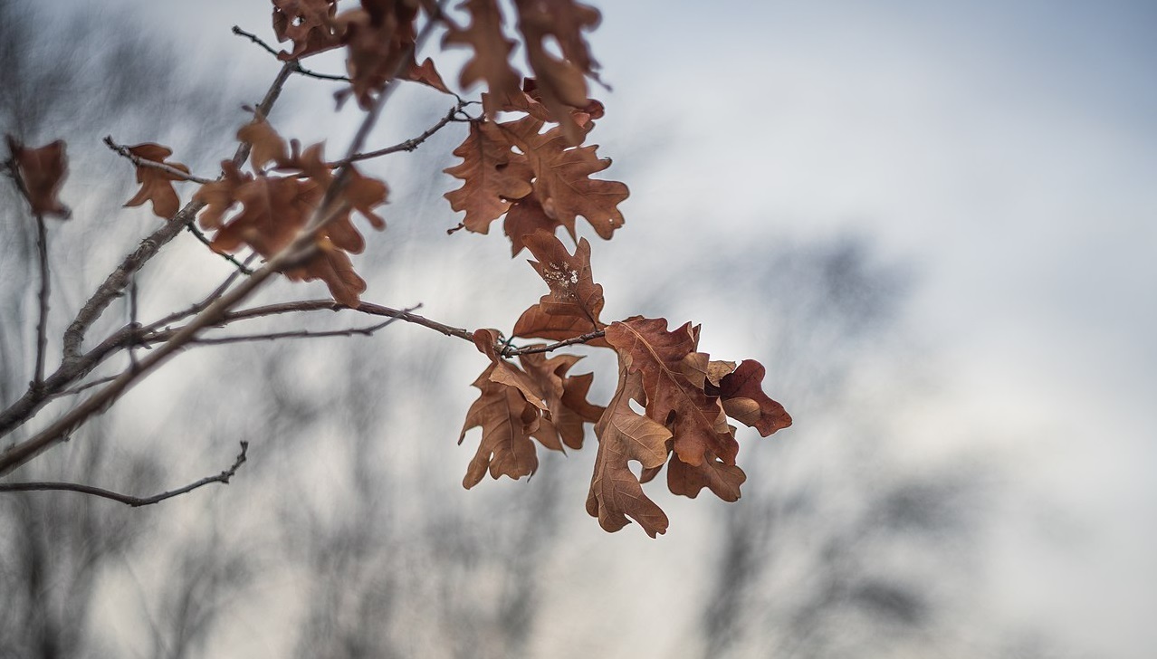 ‘Autumn Fades’ and Other Poetry on Death by Joshua C. Frank