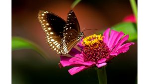 ‘Emergence’: A Poem by Venessa Lee-Estevez