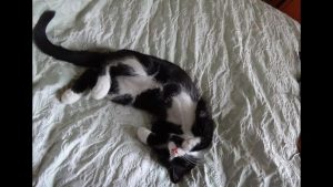 ‘Cutie Pie Cat’ and Another Sonnet by Phillip Whidden