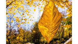 ‘The First Fallen Leaf’ and Other Poetry by Pamela Ruggiero