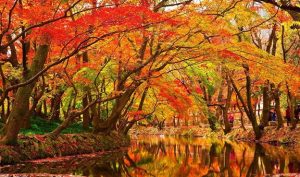 'Paperbark Maples': A Poem by Daniel Kemper 2 ‘Paperbark Maples’: A Poem by Daniel Kemper