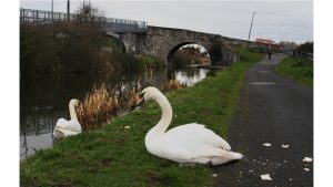 'Dublin Swans': A Poem by Louis Groarke 2 ‘Dublin Swans’: A Poem by Louis Groarke