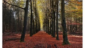 ‘The Dying’: A Poem by T.M. Moore