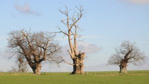 ‘Oaks of Righteousness’: A Poem by D.R. Rainbolt