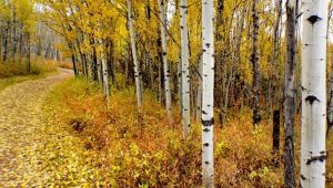 'To the Autumn Birches': A Poem by Adam Sedia 2 ‘To the Autumn Birches’: A Poem by Adam Sedia