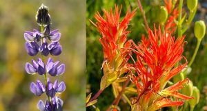 ‘Remnants of the Spring’: A Poem by James A. Tweedie