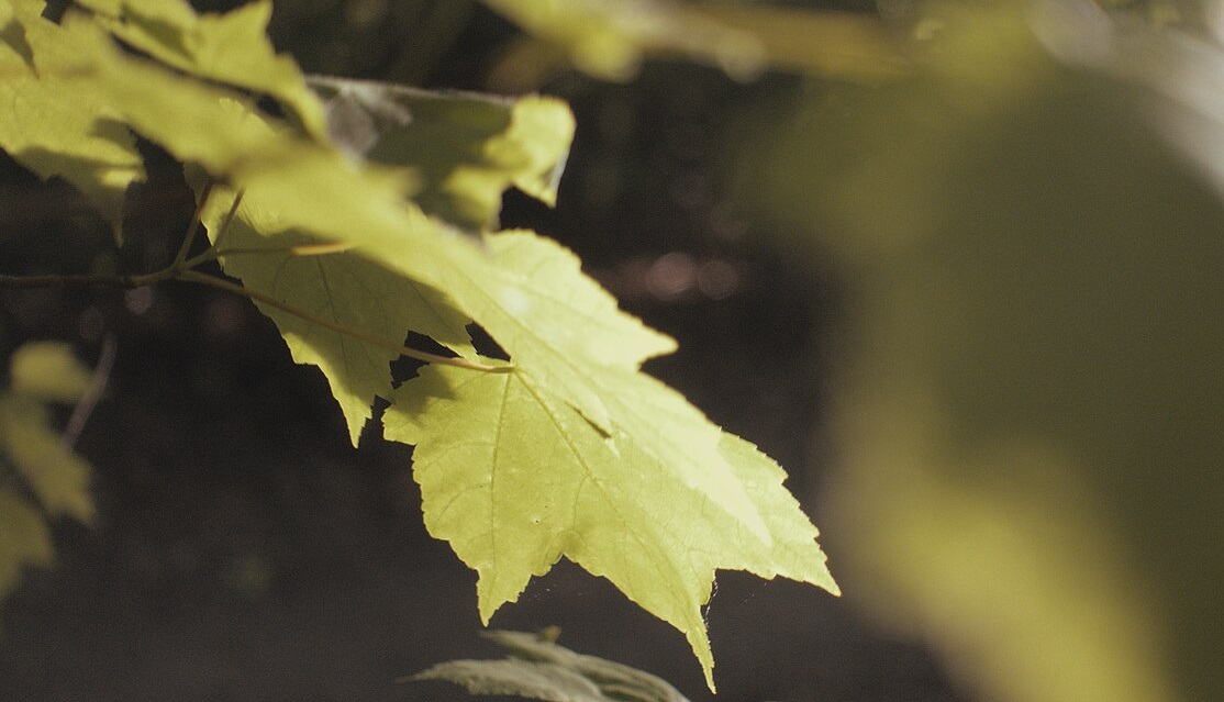 ‘Common Brief’: A Poem by T.M. Moore