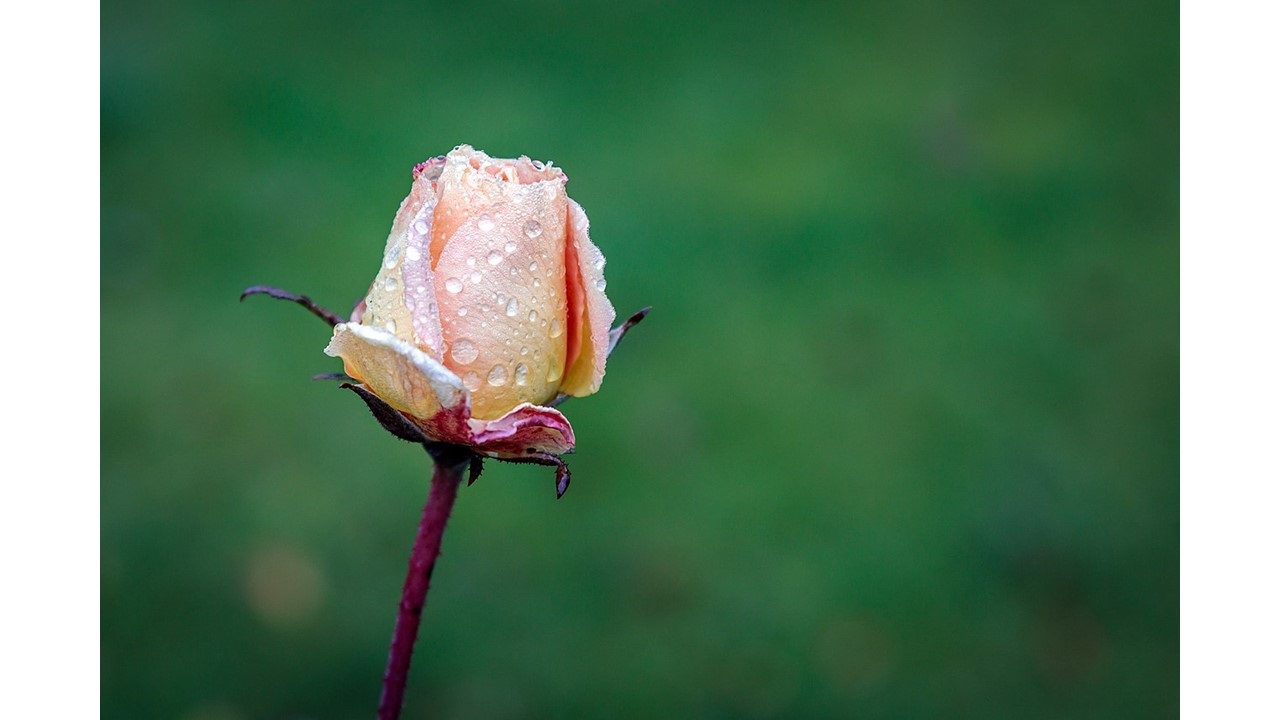 ‘The Last Petal’: A Poem by Alani Timmons