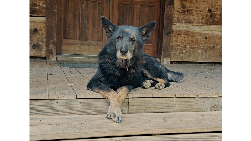 ‘Storm Dog’ and Other Poetry by Gigi Ryan
