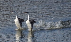 ‘The Walk’: A Poem by Martin Elster