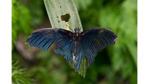 ‘Tattered’: A Poem by Venessa Lee-Estevez