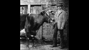 'The Night My Father Punched the Cow': A Poem by Sally Cook 2 ‘The Night My Father Punched the Cow’: A Poem by Sally Cook