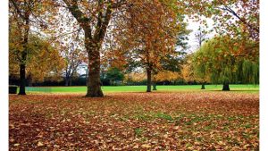 ‘Melancholy Hues (of Autumn)’: an Ode by Paul A. Freeman