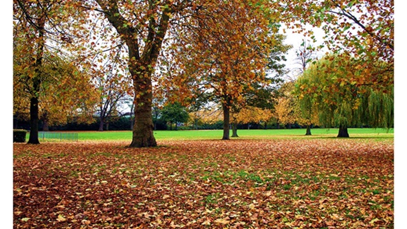 ‘Melancholy Hues (of Autumn)’: an Ode by Paul A. Freeman