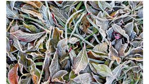 'Contemplative Days': A Poem by Margaret Brinton 3 ‘Contemplative Days’: A Poem by Margaret Brinton