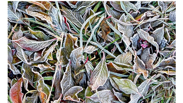 ‘Contemplative Days’: A Poem by Margaret Brinton