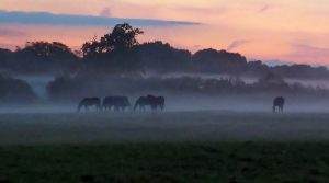 ‘Autumn Twilight’: A Poem by Cynthia Erlandson