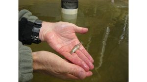 A Rondeau on the Fish Behind the California Water Shortage, by Susan Jarvis Bryant