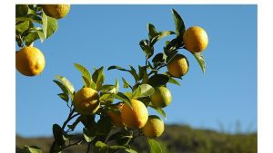 ‘The Lemon Tree’: A Poem by Satyananda Sarangi