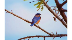 ‘Mr. Bluebird’ and Other Poems by Susan Jarvis Bryant