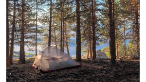 ‘Seeing the Forest’: A Poem by C.B. Anderson