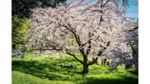 ‘Cherry Tree’ and Other Poetry by Shindy Cai