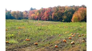 ‘Pumpkin Spice’: A Poem by Michael Pendragon
