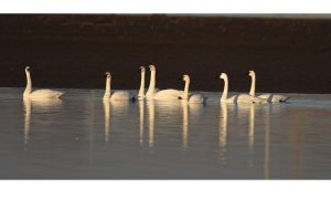 ‘The Tundra Swan’: A Madrigal by Daniel Howard