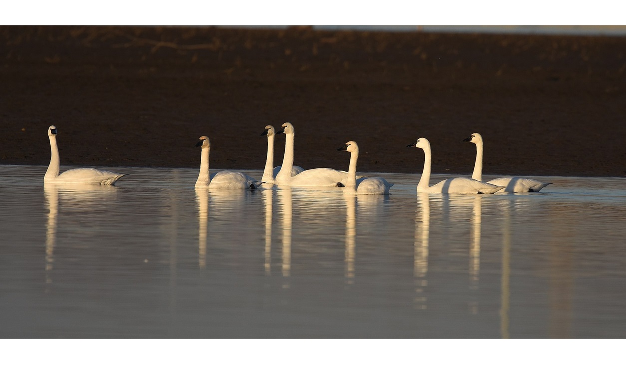 ‘The Tundra Swan’: A Madrigal by Daniel Howard