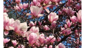 ‘Magnolia’ and Other Poetry by Adam Sedia