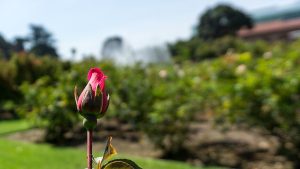 'Spring’s Unfolding View': A Poem by Bruce Dale Wise 2 ‘Spring’s Unfolding View’: A Poem by Bruce Dale Wise