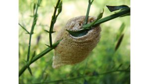 ‘What the Caterpillar Calls the End’: A Poem by Scharlie Meeuws