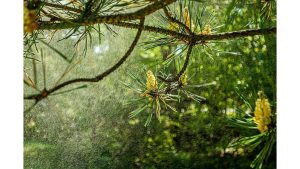 ‘Pollinator’: A Poem by T.M. Moore
