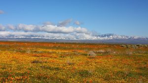 ‘Bonanza’: A Poem by Jonathan Kinsman