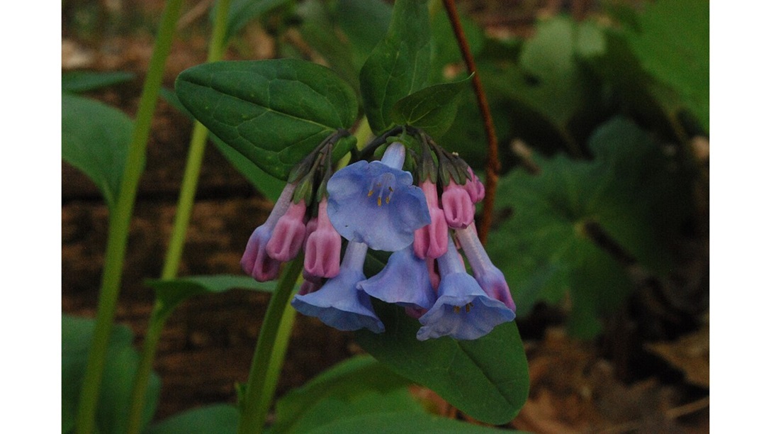 ‘To a Virginia Bluebell’ and Other Poetry by Lee Evans