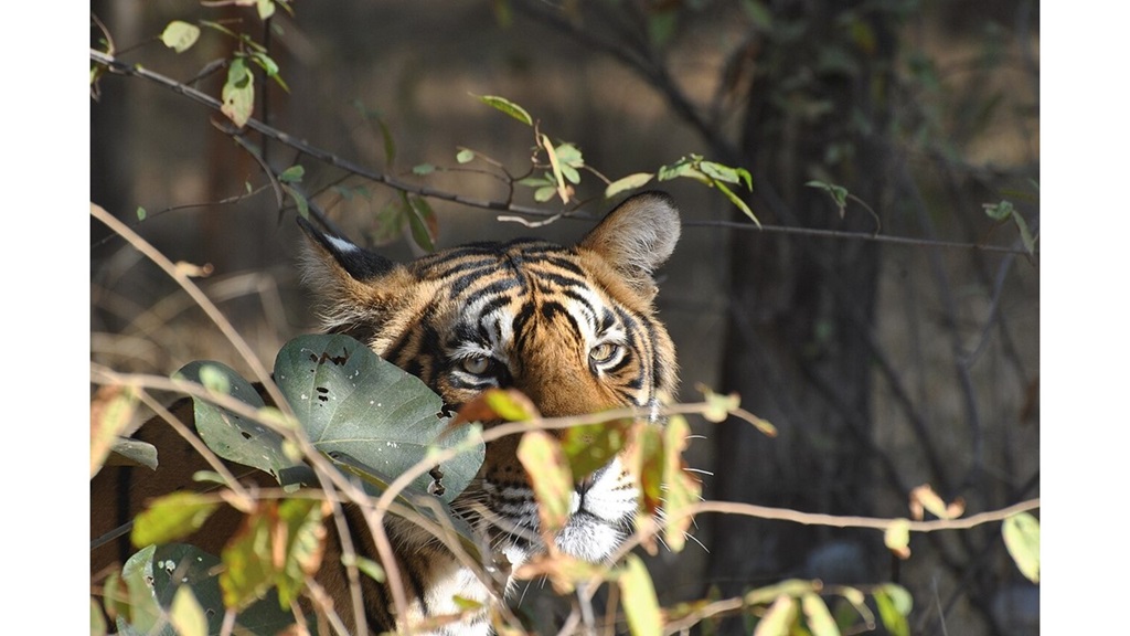 ‘Territorializing’: A Poem by Mark Stellinga