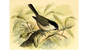 'The Spring Has Come' and Other Poems by Alan Steinle 2 ‘The Spring Has Come’ and Other Poems by Alan Steinle