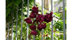 'Still Life of a Bouquet': A Poem by Joanna Raja Sekar 2 ‘Still Life of a Bouquet’: A Poem by Joanna Raja Sekar