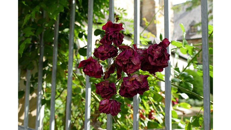 ‘Still Life of a Bouquet’: A Poem by Joanna Raja Sekar