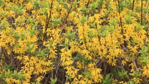 'Forsythia Fading': A Poem by Cynthia Erlandson 2 ‘Forsythia Fading’: A Poem by Cynthia Erlandson